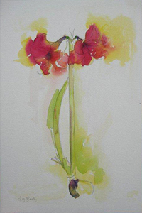 Amaryllis watercolour by Hazel Barclay