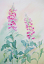 Foxgloves, Watercolour by Hazel Barclay